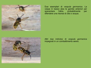 Due esemplari di  vespula germanica.  La vespa in basso alza le gambe anteriori per spaventare l'altra, probabilmente per ...