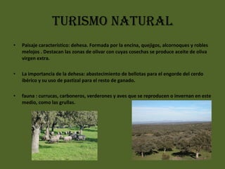TURISMO NATURAL Paisaje característico: dehesa. Formada por la encina, quejigos, alcornoques y robles melojos . Destacan las zonas de olivar con cuyas cosechas se produce aceite de oliva virgen extra.  La importancia de la dehesa: abastecimiento de bellotas para el engorde del cerdo ibérico y su uso de pastizal para el resto de ganado.  fauna : currucas, carboneros, verderones y aves que se reproducen o invernan en este medio, como las grullas. 