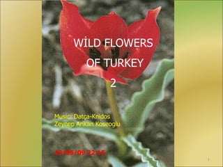 WİLD FLOWERS OF TURKEY 2 Music: Datça-Knidos Zeynep Arikan Koseoglu 19/06/09   22:14 