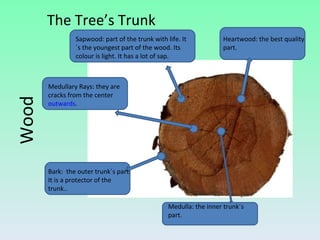 The Tree’s Trunk Wood Bark:  the outer trunk´s part. It is a  protector   of the trunk. . Medullary Rays: they are cracks from the center  outwards . Medulla: the inner trunk´s part. Heartwood: the best quality part. Sapwood:  part of the trunk with life. It´s the youngest part of the wood. Its colour is light. It has a lot of sap. 