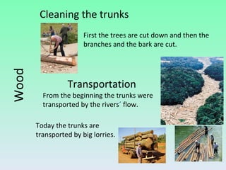 Cleaning the trunks Wood Today the trunks are transported by big lorries. From the beginning the trunks were transported by the rivers ´  flow.  Transportation First the trees are cut down and then the branches and the bark are cut. 