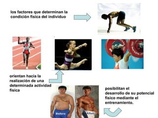los factores que determinan la
condición física del individuo




orientan hacia la
realización de una
determinada actividad
física                           posibilitan el
                                 desarrollo de su potencial
                                 físico mediante el
                                 entrenamiento.
 