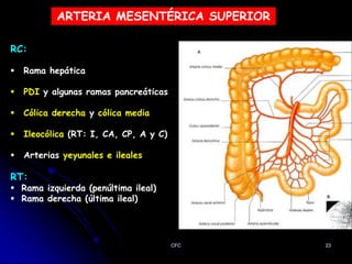 CFC - Arterias Del Abdomen.pptx