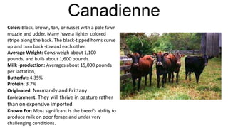 Canadienne
Color: Black, brown, tan, or russet with a pale fawn
muzzle and udder. Many have a lighter colored
stripe along the back. The black-tipped horns curve
up and turn back -toward each other.
Average Weight: Cows weigh about 1,100
pounds, and bulls about 1,600 pounds.
Milk -production: Averages about 15,000 pounds
per lactation,
Butterfat: 4.35%
Protein: 3.7%
Originated: Normandy and Brittany
Environment: They will thrive in pasture rather

than on expensive imported
Known For: Most significant is the breed’s ability to
produce milk on poor forage and under very
challenging conditions.

 