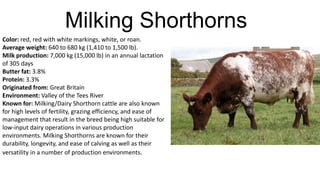 Milking Shorthorns
Color: red, red with white markings, white, or roan.
Average weight: 640 to 680 kg (1,410 to 1,500 lb).
Milk production: 7,000 kg (15,000 lb) in an annual lactation
of 305 days
Butter fat: 3.8%
Protein: 3.3%
Originated from: Great Britain
Environment: Valley of the Tees River
Known for: Milking/Dairy Shorthorn cattle are also known
for high levels of fertility, grazing efficiency, and ease of
management that result in the breed being high suitable for
low-input dairy operations in various production
environments. Milking Shorthorns are known for their
durability, longevity, and ease of calving as well as their
versatility in a number of production environments.

 