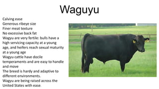 Waguyu
Calving ease
Generous ribeye size
Finer meat texture
No excessive back fat
Wagyu are very fertile: bulls have a
high servicing capacity at a young
age, and heifers reach sexual maturity
at a young age
Wagyu cattle have docile
temperaments and are easy to handle
and move
The breed is hardy and adaptive to
different environments.
Wagyu are being raised across the
United States with ease.

 