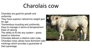 Charolais cow
Charolais are good for growth and
uniformity
They have superior natural live weight gain
for age
Tremendous muscling and conformity
Easy to manage in terms of temperament
Ease of calving
The ability to fit into any system – grass
based or intensive
Charolais delivers a distinct color code,
Charolais cross calves have dominant color
markings which provides a guarantee of
their parentage

 