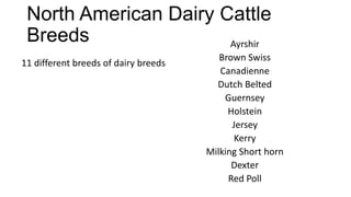 North American Dairy Cattle
Breeds
Ayrshir
11 different breeds of dairy breeds

Brown Swiss
Canadienne
Dutch Belted
Guernsey
Holstein
Jersey
Kerry
Milking Short horn
Dexter
Red Poll

 