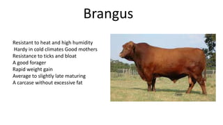Brangus
Resistant to heat and high humidity
Hardy in cold climates Good mothers
Resistance to ticks and bloat
A good forager
Rapid weight gain
Average to slightly late maturing
A carcase without excessive fat

 