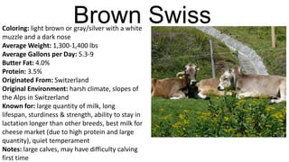 Brown Swiss

Coloring: light brown or gray/silver with a white
muzzle and a dark nose
Average Weight: 1,300-1,400 lbs
Average Gallons per Day: 5.3-9
Butter Fat: 4.0%
Protein: 3.5%
Originated From: Switzerland
Original Environment: harsh climate, slopes of
the Alps in Switzerland
Known for: large quantity of milk, long
lifespan, sturdiness & strength, ability to stay in
lactation longer than other breeds, best milk for
cheese market (due to high protein and large
quantity), quiet temperament
Notes: large calves, may have difficulty calving
first time

 