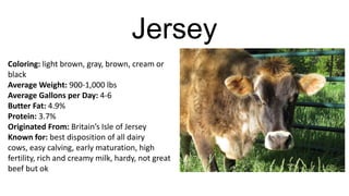 Jersey
Coloring: light brown, gray, brown, cream or
black
Average Weight: 900-1,000 lbs
Average Gallons per Day: 4-6
Butter Fat: 4.9%
Protein: 3.7%
Originated From: Britain’s Isle of Jersey
Known for: best disposition of all dairy
cows, easy calving, early maturation, high
fertility, rich and creamy milk, hardy, not great
beef but ok

 