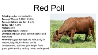 Red Poll
Coloring: red or red and white
Average Weight: 1,200-1,250 lbs
Average Gallons per Day: 4-5.25
Butter Fat: 4-4.75%
Protein: 3.5%
Originated From: England
Environment: lush grass, sandy beaches and
marshland
Known for: good for beef and milk, early to
mature, long life, hardiness, docile
temperament, ability to gain weight from
grass, good fertility, healthy calves, endangered

 