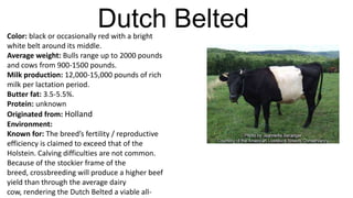 Dutch Belted

Color: black or occasionally red with a bright
white belt around its middle.
Average weight: Bulls range up to 2000 pounds
and cows from 900-1500 pounds.
Milk production: 12,000-15,000 pounds of rich
milk per lactation period.
Butter fat: 3.5-5.5%.
Protein: unknown
Originated from: Holland
Environment:
Known for: The breed’s fertility / reproductive
efficiency is claimed to exceed that of the
Holstein. Calving difficulties are not common.
Because of the stockier frame of the
breed, crossbreeding will produce a higher beef
yield than through the average dairy
cow, rendering the Dutch Belted a viable all-

 