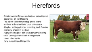 Herefords
Greater weight for age and rate of gain either at
pasture or on yard feeding
The ability to command top prices in the
markets as finished beef or as store cattle
A higher selling price for breeding stock Greater
economy of gain in feeding
High percentage of calf crops Lower wintering
costs Docility and ease of management
Lower labor costs
Early maturity and longevity

 