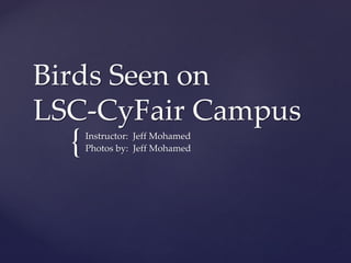 {
Birds Seen on
LSC-CyFair Campus
Instructor: Jeff Mohamed
Photos by: Jeff Mohamed
 