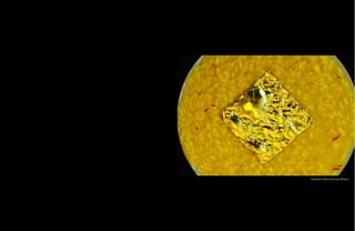 Gualtiero Marchesi per MilanoGualtiero Marchesi per Milano
 