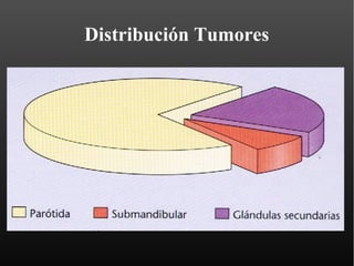 Tumores de glándulas salivales
                Malignos
Ca. Mucoepidermoide Alto Grado




Tumor Mixto MalignizadoCa. Ana...