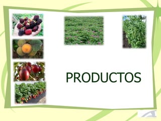 PRODUCTOS
 