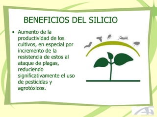 BENEFICIOS DEL SILICIO
• Aumento de la
productividad de los
cultivos, en especial por
incremento de la
resistencia de estos al
ataque de plagas,
reduciendo
significativamente el uso
de pesticidas y
agrotóxicos.
 