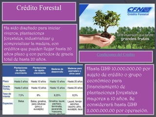Crédito Forestal

Ha sido diseñado para iniciar
viveros, plantaciones
forestales, industrializar y
comercializar la madera, con
créditos que pueden llegar hasta 20
años plazo y con períodos de gracia       Condiciones del Crédito
total de hasta 20 años.

                                      Hasta USD 10.000.000.00 por
                                      sujeto de crédito o grupo
                                      económico para
                                      financiamiento de
                                      plantaciones forestales
                                      mayores a 10 años. Se
                                      considerará hasta USD
                                      2.000.000.00 por operación.
 