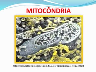 MITOCÔNDRIA
http://bioworldifrn.blogspot.com.br/2012/02/respiracao-celular.html
 