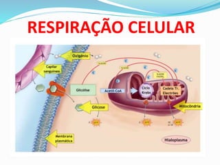 RESPIRAÇÃO CELULAR
 