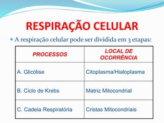 RESPIRAÇÃO CELULAR
 A respiração celular pode ser dividida em 3 etapas:
PROCESSOS
LOCAL DE
OCORRÊNCIA
A. Glicólise Citoplasma/Hialoplasma
B. Ciclo de Krebs Matriz Mitocondrial
C. Cadeia Respiratória Cristas Mitocondriais
 