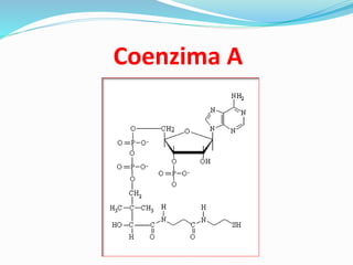 Coenzima A
 