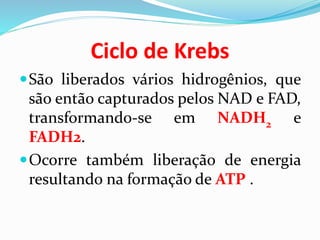 Ciclo de Krebs
São liberados vários hidrogênios, que
são então capturados pelos NAD e FAD,
transformando-se em NADH2 e
FADH2.
Ocorre também liberação de energia
resultando na formação de ATP .
 