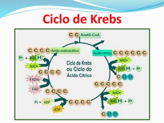 Ciclo de Krebs
 