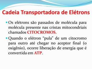Cadeia Transportadora de Elétrons
 Os elétrons são passados de molécula para
molécula presente nas cristas mitocondriais
chamados CITOCROMOS.
 Quando o elétron “pula” de um citocromo
para outro até chegar no aceptor final (o
oxigênio), ocorre liberação de energia que é
convertida em ATP.
 