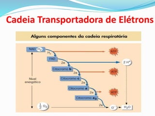 Cadeia Transportadora de Elétrons
 