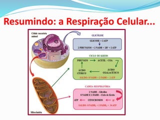 Resumindo: a Respiração Celular...
 