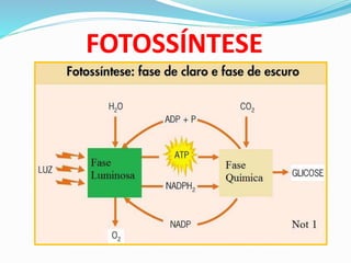 FOTOSSÍNTESE
 