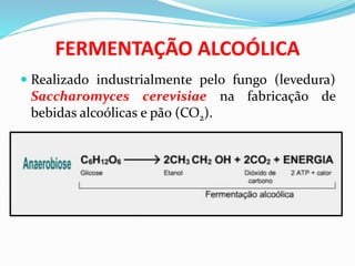 FERMENTAÇÃO ALCOÓLICA
 Realizado industrialmente pelo fungo (levedura)
Saccharomyces cerevisiae na fabricação de
bebidas alcoólicas e pão (CO2).
 