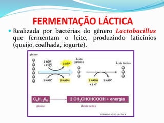 FERMENTAÇÃO LÁCTICA
 Realizada por bactérias do gênero Lactobacillus
que fermentam o leite, produzindo laticínios
(queijo, coalhada, iogurte).
 
