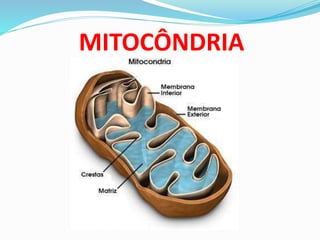 MITOCÔNDRIA
 