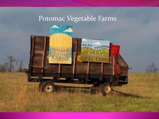Potomac Vegetable Farms
 