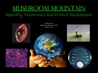 Mushroom Mountain
Specialty Mushrooms and Product Development
Tradd Cotter
MushroomMountain, LLC
Liberty, SC
 