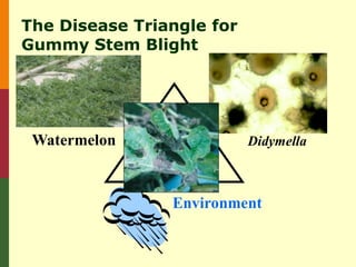 The Disease Triangle for
Gummy Stem Blight




 Watermelon                Didymella



                Environment
 