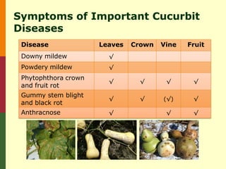 Symptoms of Important Cucurbit
Diseases
 Disease              Leaves   Crown   Vine   Fruit
 Downy mildew           √
 Powdery mildew         √
 Phytophthora crown
                        √       √       √      √
 and fruit rot
 Gummy stem blight
                        √       √      (√)     √
 and black rot
 Anthracnose            √               √      √
 