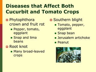 Diseases that Affect Both
Cucurbit and Tomato Crops
   Phytophthora               Southern blight
    crown and fruit rot            Tomato, pepper,
       Pepper, tomato,             eggplant
        eggplant                   Snap bean
       Snap and lima              Jerusalem artichoke
        beans                      Peanut
   Root knot
       Many broad-leaved
        crops
 
