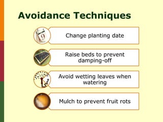 Avoidance Techniques

         Change planting date


         Raise beds to prevent
              damping-off

       Avoid wetting leaves when
               watering


       Mulch to prevent fruit rots
 