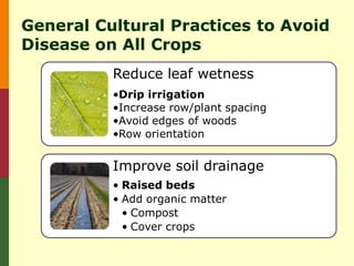 General Cultural Practices to Avoid
Disease on All Crops
          Reduce leaf wetness
          •Drip irrigation
          •Increase row/plant spacing
          •Avoid edges of woods
          •Row orientation


          Improve soil drainage
          • Raised beds
          • Add organic matter
            • Compost
            • Cover crops
 