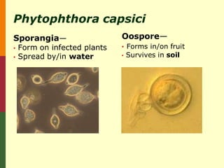 Phytophthora capsici
Sporangia—                    Oospore—
•   Form on infected plants   • Forms in/on fruit
•   Spread by/in water        •   Survives in soil
 