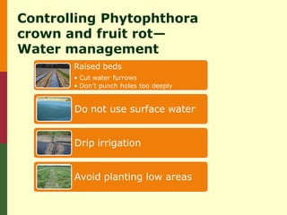 Controlling Phytophthora
crown and fruit rot—
Water management
       Raised beds
       • Cut water furrows
       • Don’t punch holes too deeply


       Do not use surface water


       Drip irrigation


       Avoid planting low areas
 
