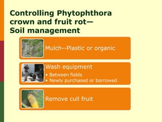 Controlling Phytophthora
crown and fruit rot—
Soil management

        Mulch--Plastic or organic


        Wash equipment
        • Between fields
        • Newly purchased or borrowed



        Remove cull fruit
 