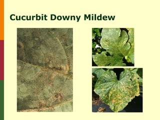 Cucurbit Downy Mildew
 