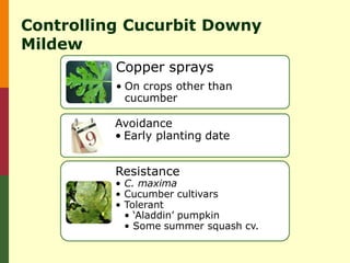 Controlling Cucurbit Downy
Mildew
          Copper sprays
          • On crops other than
            cucumber

          Avoidance
          • Early planting date


          Resistance
          • C. maxima
          • Cucumber cultivars
          • Tolerant
            • ‘Aladdin’ pumpkin
            • Some summer squash cv.
 