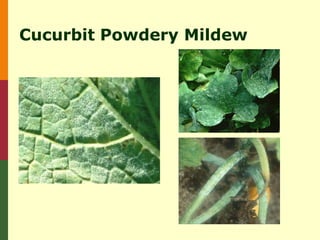 Cucurbit Powdery Mildew
 
